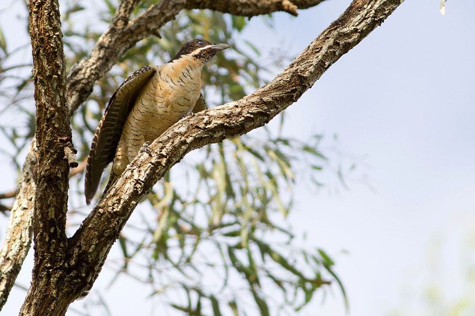 Eastern Koel (Eudynamys orientalis)